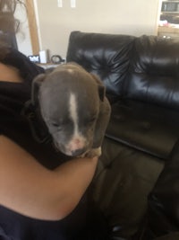a person is sitting on a couch with a puppy in her lap