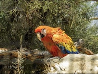 a colorful parrot sitting on a branch