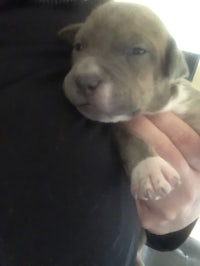 a small grey and white puppy is being held by a person