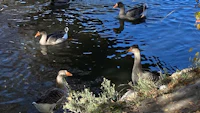 a group of geese are swimming in the water