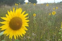 a field of sunflowers in the middle of a field