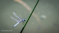 a blue dragonfly perched on a green stem