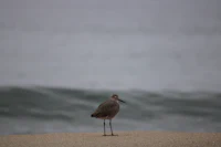 a bird standing on the sand next to the ocean