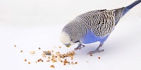 a blue and white parakeet is eating seeds on a white surface