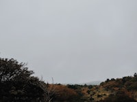 a hillside with trees and a cloudy sky