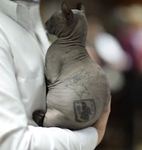 a man is holding a sphynx cat with a tattoo on it