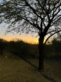 a lone tree in a field at sunset