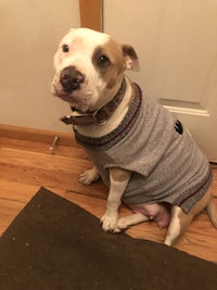 a white dog wearing a sweater on the floor