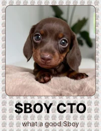 boy cto - what a good boy