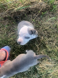 two puppies standing in the grass next to a person's feet