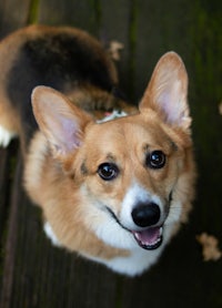 a dog is looking up at the camera