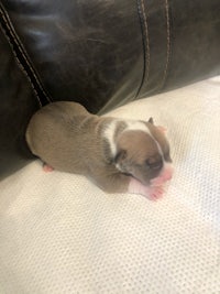 a brown and white puppy laying on top of a couch