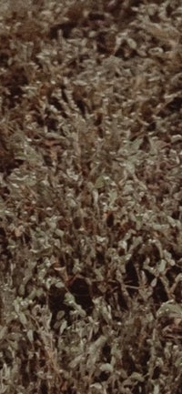 a man is standing in a field of weeds