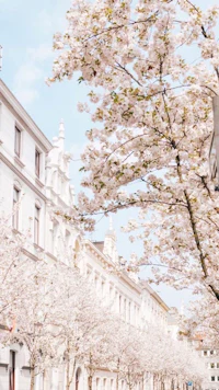 a street with white blossoming trees and buildings