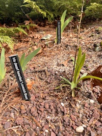 a group of plants in the ground with labels on them