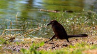 a bird with a stick in its mouth