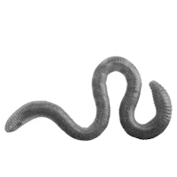 a black worm on a white background