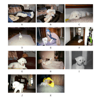 a collage of pictures of a person and a dog