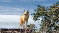 a wolf standing on top of a fence