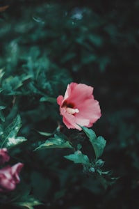 a pink flower on a green background