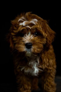 a small brown and white dog is standing in front of a black background