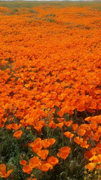 a field of orange poppies in california