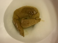 a worm in a toilet bowl