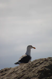 a bird perched on a rock