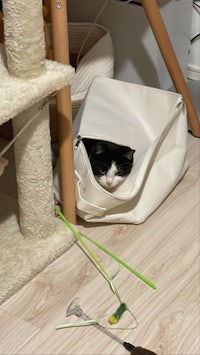 a black and white cat is hiding in a white bag
