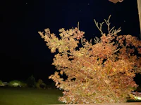 a tree in a yard at night with a starry sky