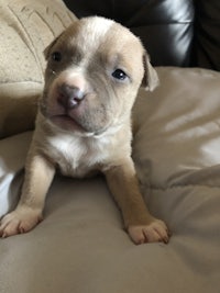 a small brown and white puppy laying on top of a couch