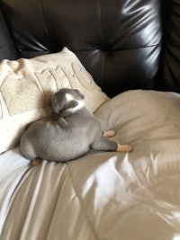 a grey and white dog sleeping on a pillow