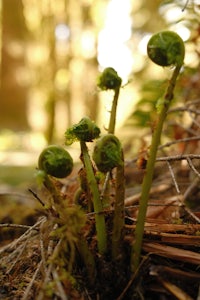 fern fronds growing out of the ground